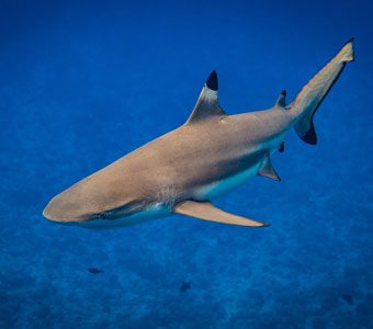 Scientists observing shark behaviour in the Gulf of Mexico have discovered that different species of shark hunt at different times of the day.