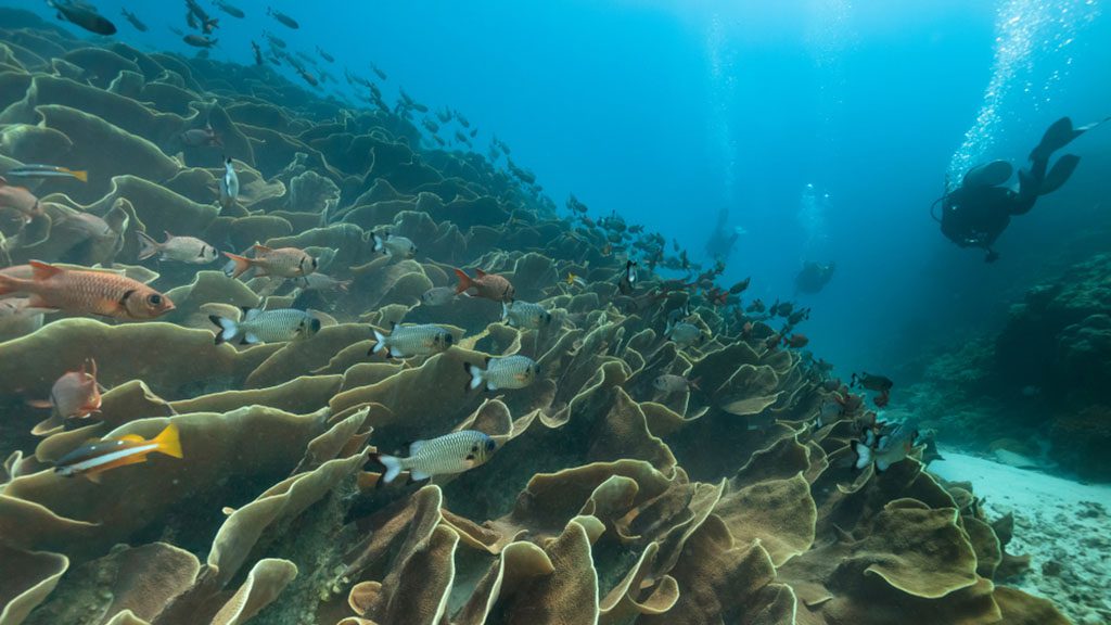 Palau is the capital of big stuff. The best place in the world to dive with sharks, mantas and big schools of pelagic fish as well as harmless jellyfish