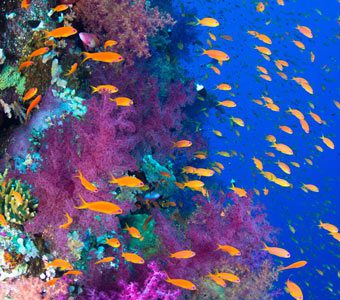 Diving Egypt and the Red Sea offers colourful reefs & shallow wrecks for beginner divers, and steep colourful walls & deeper wrecks for experienced divers