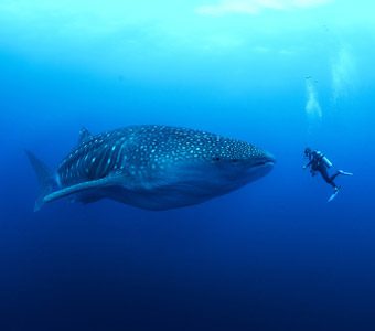 Leading whale shark authority Dr Simon Pierce shares some fascinating whale shark facts with us here, answering his most-asked questions.
