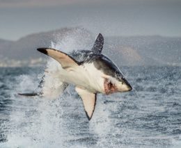 We’ve seen an increase in shark incidents this spring. But should we be afraid of sharks? Do shark nets work? How can we keep ourselves safe from sharks?