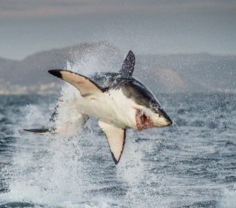 We’ve seen an increase in shark incidents this spring. But should we be afraid of sharks? Do shark nets work? How can we keep ourselves safe from sharks?