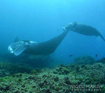 When you think about diving with mantas, Brisbane isn’t the first place that comes to mind. But there are fantastic encounters at site called: Manta Bommie.