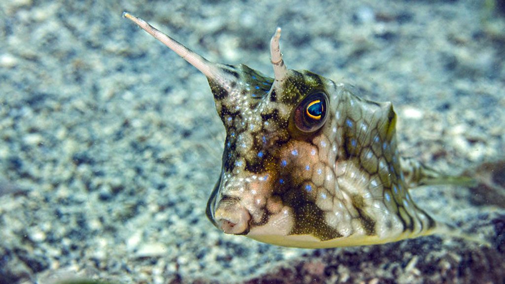 Muck diving fiji volivoli beach resort house reef cowfish