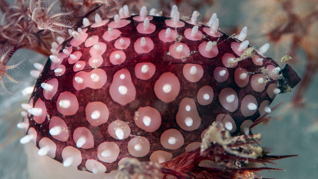 Muck diving fiji volivoli beach resort house reef cowrie jon piepkorn