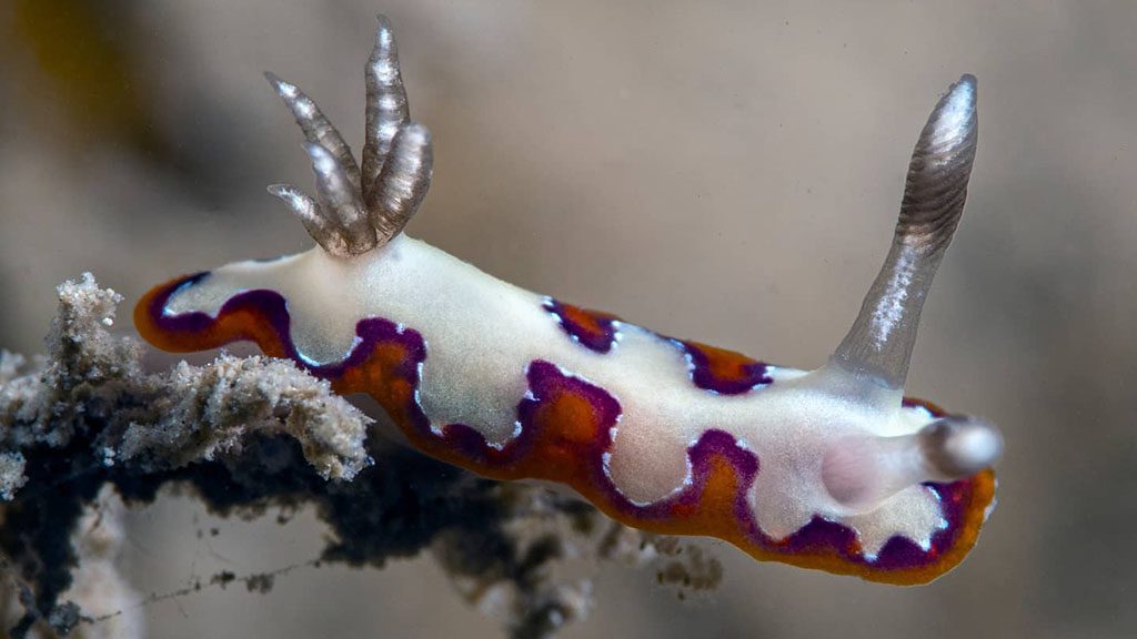 Muck diving fiji volivoli beach resort house reef nudibranch with silver antenna jon piepkorn