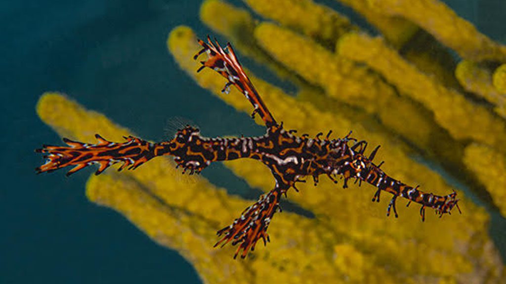 Muck diving fiji volivoli beach resort house reef ornate ghost pipefish