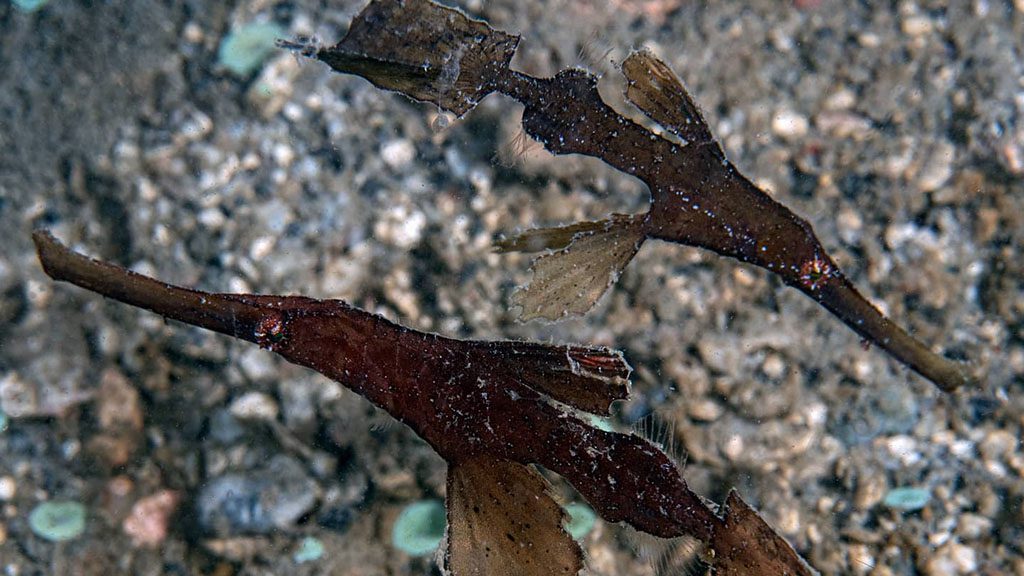 Muck diving fiji volivoli beach resort house reef robust ghost pipefish jon piepkorn