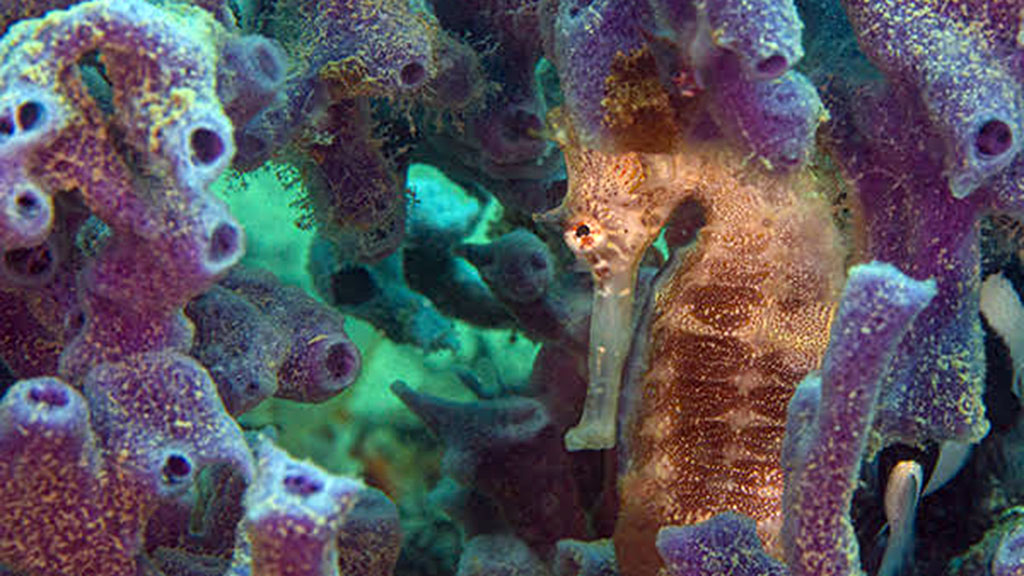 Muck diving fiji volivoli beach resort house reef seahorse purple sponge