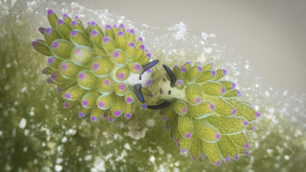 Muck diving fiji volivoli beach resort house reef shaun the sheep brandi mueller