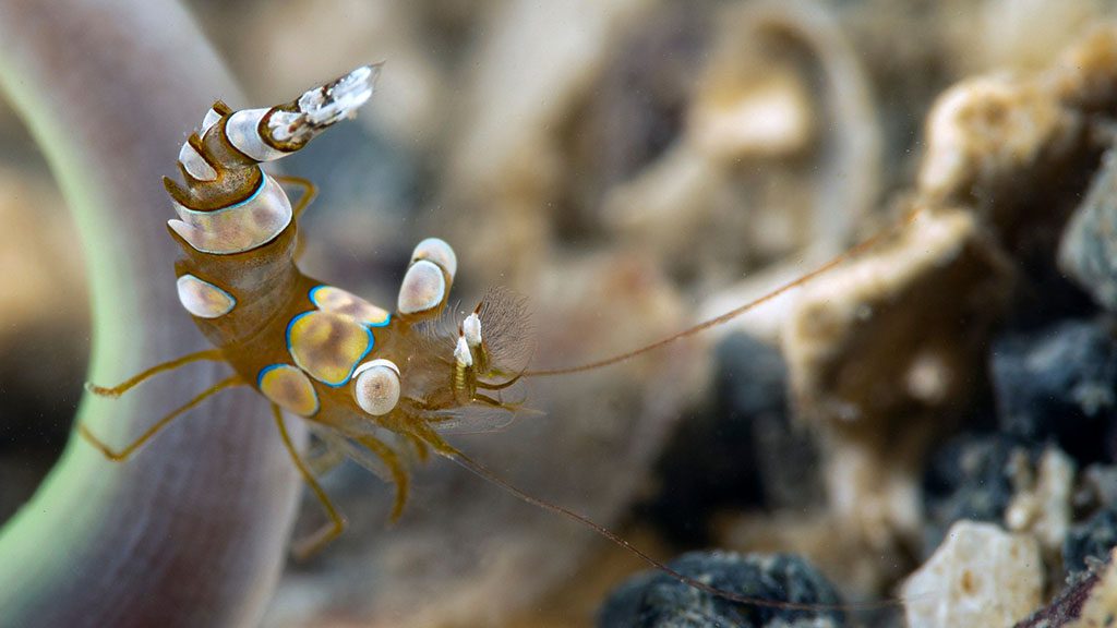 Muck diving fiji volivoli beach resort house reef shrimp jon piepkorn