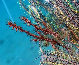 Diveplanit's best places for Muck Diving, Underwater Macro Photography or Critters in Asia Pacific; what each muck diving destination is best known for