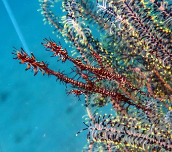 Diveplanit's best places for Muck Diving, Underwater Macro Photography or Critters in Asia Pacific; what each muck diving destination is best known for