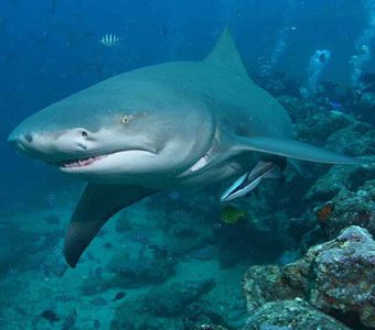 Shark diving in Fiji’s Beqa Lagoon, home to two of the best shark dives in the world where you can see up to eight shark species being hand fed.
