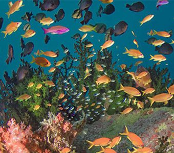 While we sit out the Covid-19 travel restrictions, let's start dreaming of that South Pacific Bubble. Here is our pick for the Top 10 South Pacific Dives.