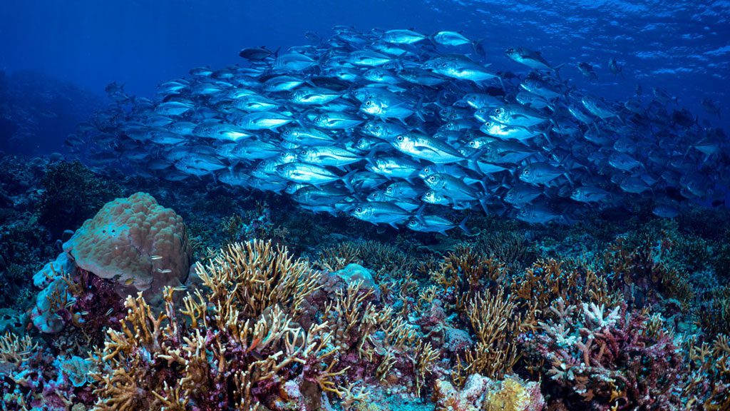 A school of jacks above coral at a dive site near Munda credit gerald rambert 08186