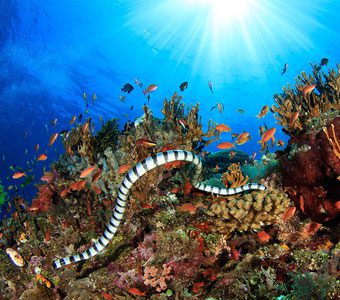 Alor banded sea snake ss 638236678 feature340