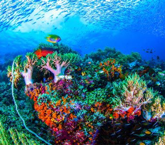 Colourful coral scene with mainly soft corals and a fish