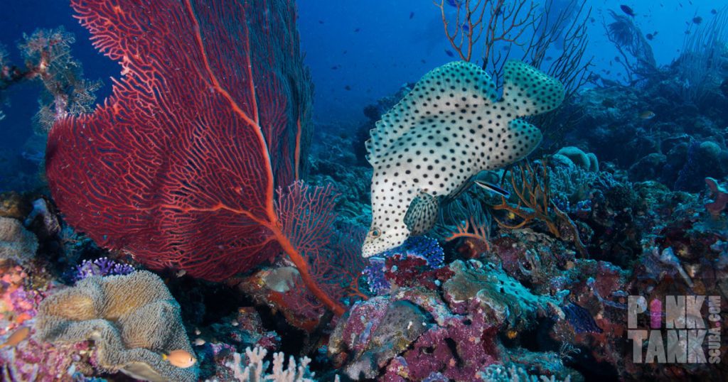 Dive munda solomon islands by pt hitschfield baramundi cleaning station munda may 2019 opengraph