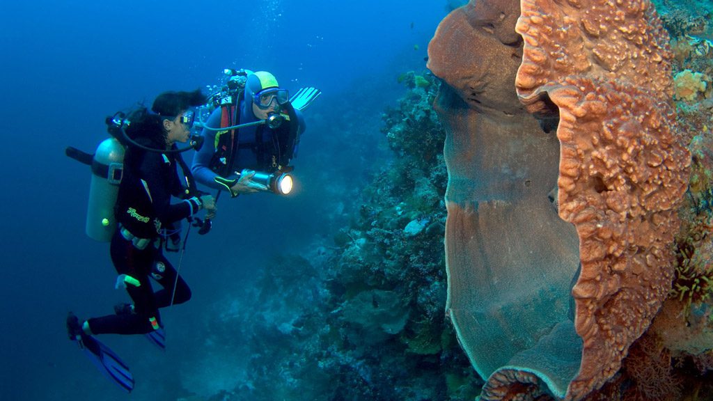 Pelagian liveaboard wakatobi sulawesi indonesia orange elephant ear sponge agelas clathrodes mark snyder