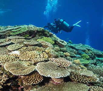 Reef top scene at umanzaki diving kerama okinawa japan diveplanit