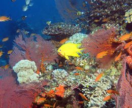 Reef scene with damsel and anthias at instant replay diving volivoli