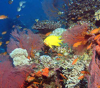 Reef scene with damsel and anthias at instant replay diving volivoli