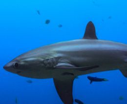 Best dives philippines thresher shark shutterstock