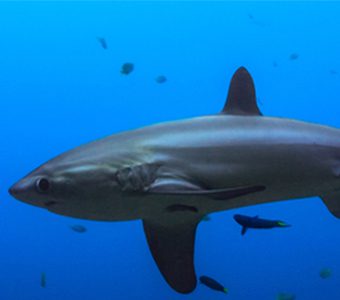 Best dives philippines thresher shark shutterstock