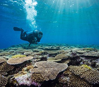 Diver over the colourful corals at umanzaki diving kerama okinawa japan diveplanit