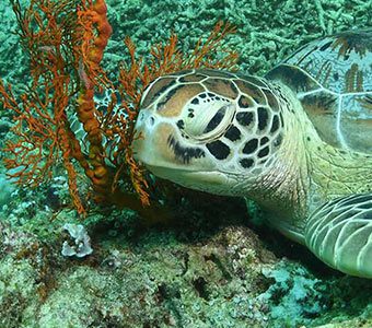 2018 12 28 gili islands friendliest turtles feature