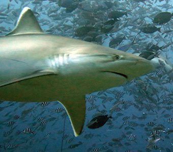 Bull shark head above centre diving aqua trek shark dive at beqa lagoon fiji islands diveplanit