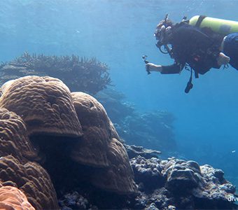 More big porites diving the marine sanctuary at fagatele bay american samoa diveplanit