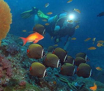 White collared butterflyfish ko tachai pinnacles diving similan islands diveplanit
