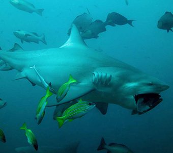 Arena shark dive fiji bull shark feature