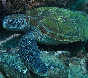 Cook island in northern nsw is most famous for its large turtle population