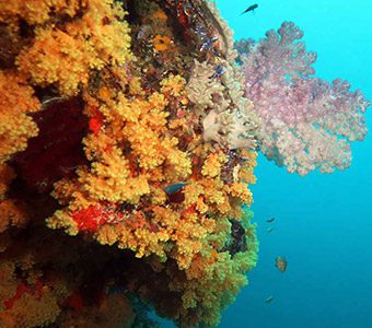 Dive fiji savusavu dreadlocks soft coral