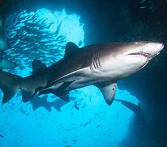 Dive fish rock grey nurse sharks by matt krumins south west rocks