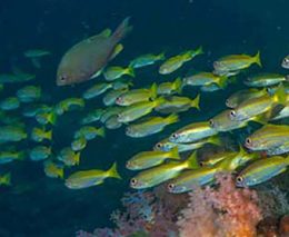 Koh ha schooling snapper