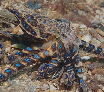 Melbourne southern blue ringed octopus feature