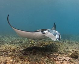 5 best places to dive with manta rays