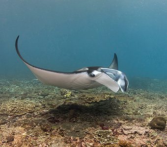 5 best places to dive with manta rays