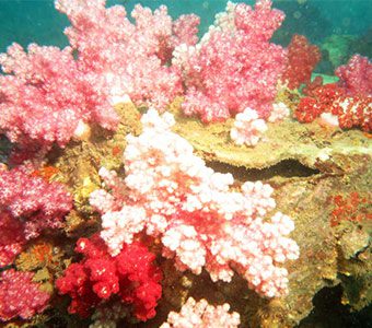 Soft corals wreck feature