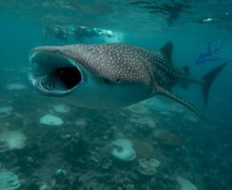 Oceanholic Dive - located in South Ari Atoll - famous for resident population of whale sharks (featured on many 'Best of Maldives' Liveaboard itineraries)