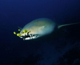 Fulidhoo dive nurse shark feature