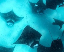 Liquid salt divers aveyla hotel hanifaru bay baa atoll maldives lots of mantas feature