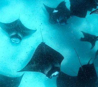 maldives shark tour Liquid salt divers aveyla hotel hanifaru bay baa atoll maldives lots of mantas feature