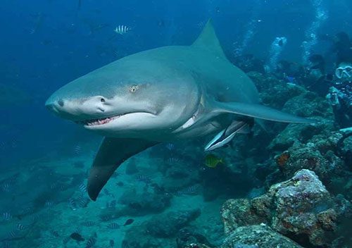 Beqa lagoon shark dive deal