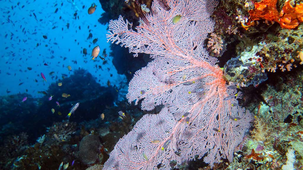 The ribbon reefs, from cracka jack to cod hole and pixie pinnacle.