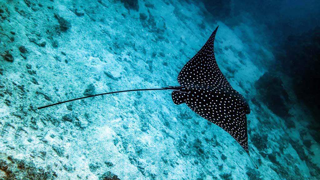 Ribbon Reefs snake pit eagle ray